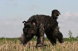 BOUVIER DES FLANDRES 209